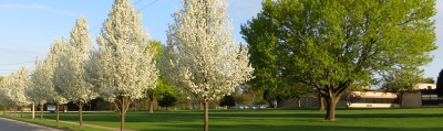 jr-nbc spring trees jr-nbc spring trees